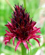 Red Vanilla Orchid  Nigritella rubra © John Muddeman